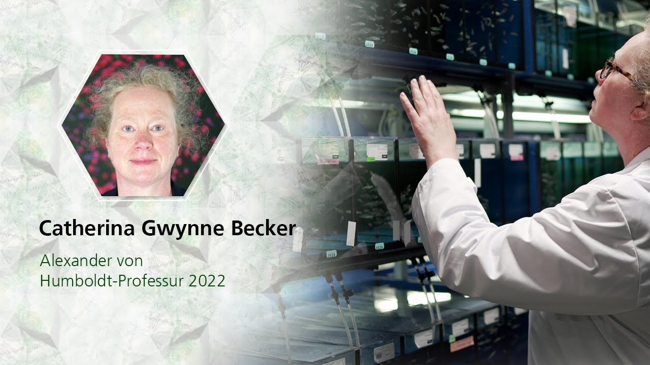 Regeneration des R&uuml;ckenmarks  | Catherina Becker ist Humboldt-Professorin