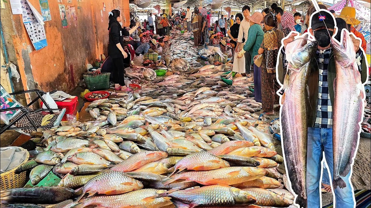 Wow! ផ្សារពន្លៃថ្ងៃនេះសំបូរត្រីធំៗ ពិសេសឆ្កោកនិងសណ្ដាយ 🐟👍 || TAT SOKKΕΑ - ΚΗ [Ep. 1156]
