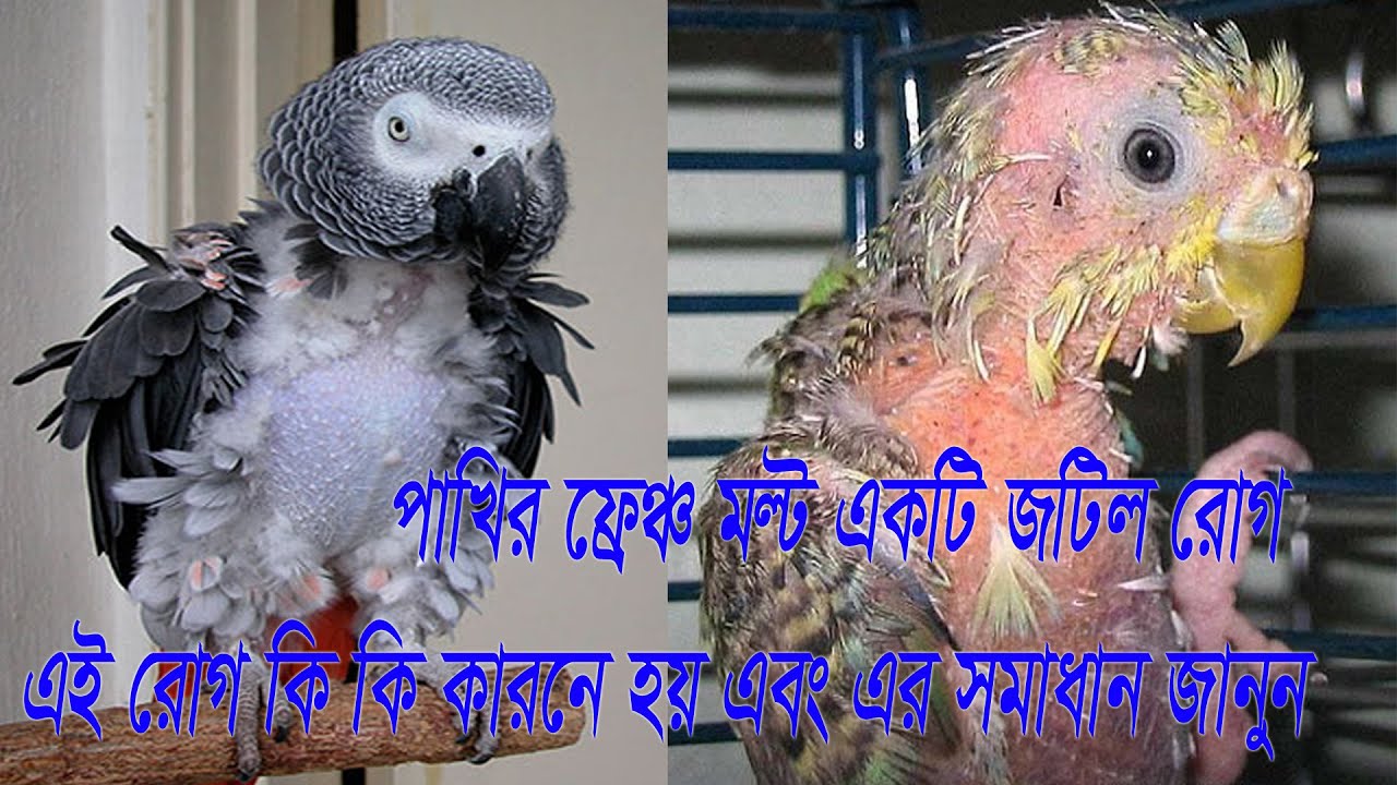 French Moult birds Feathers problem 100% solution medicine treatment | ফ্রেঞ্চ মোল্ট কি ? চিকিৎসা