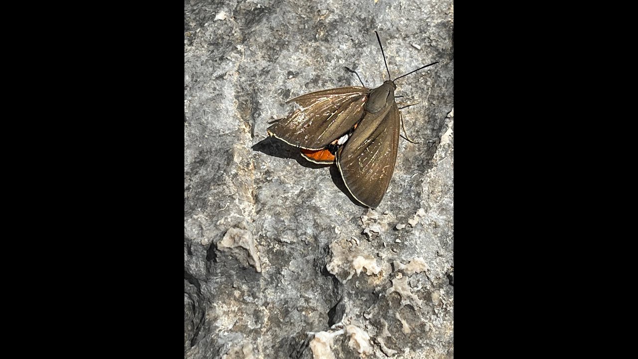 Palm Moth, Cap de Formentor, Mallorca, Spain, 20/8/23