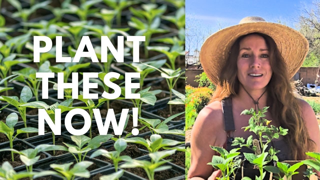 Don't Wait - Transplant Your Seedlings This March!