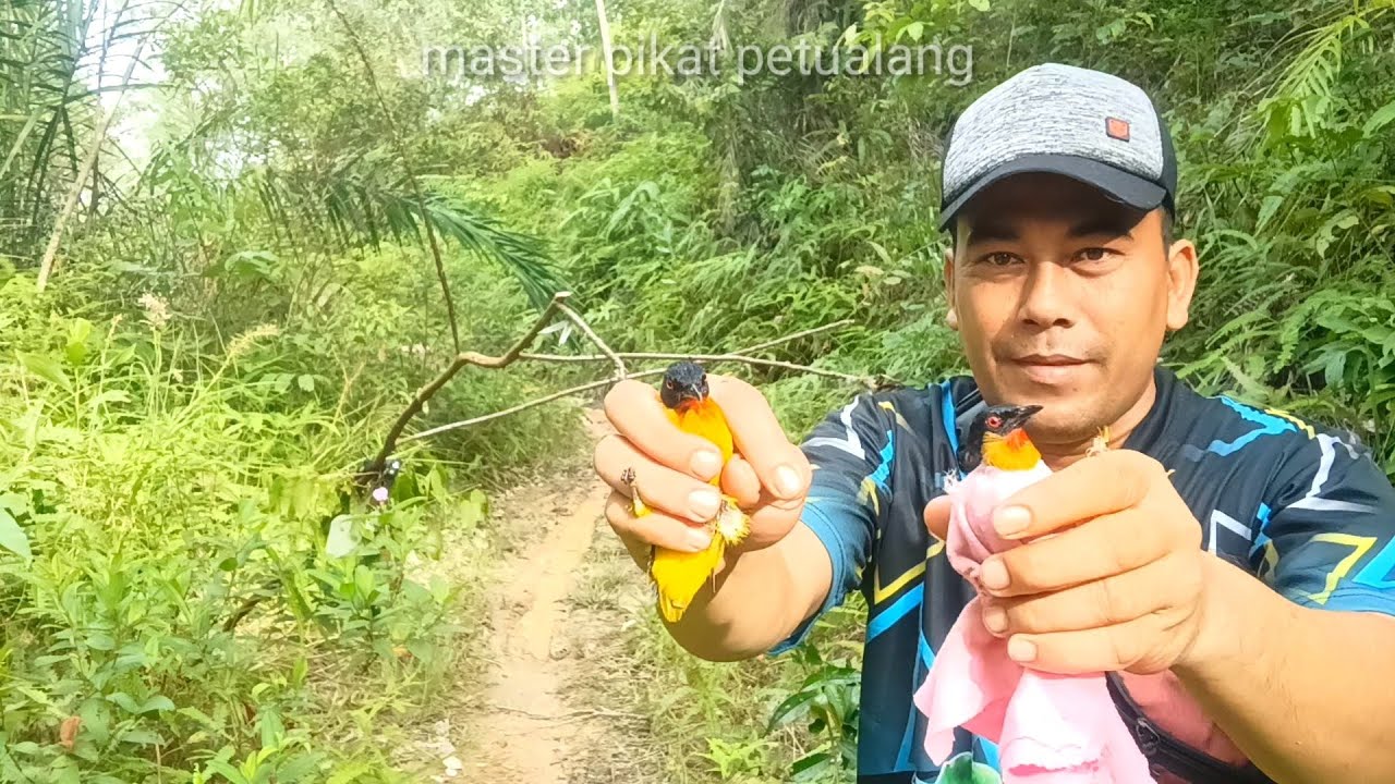 ternyata sangat mudah,mikat burung kutilang emas,hanya bermodal pulut dan mp3