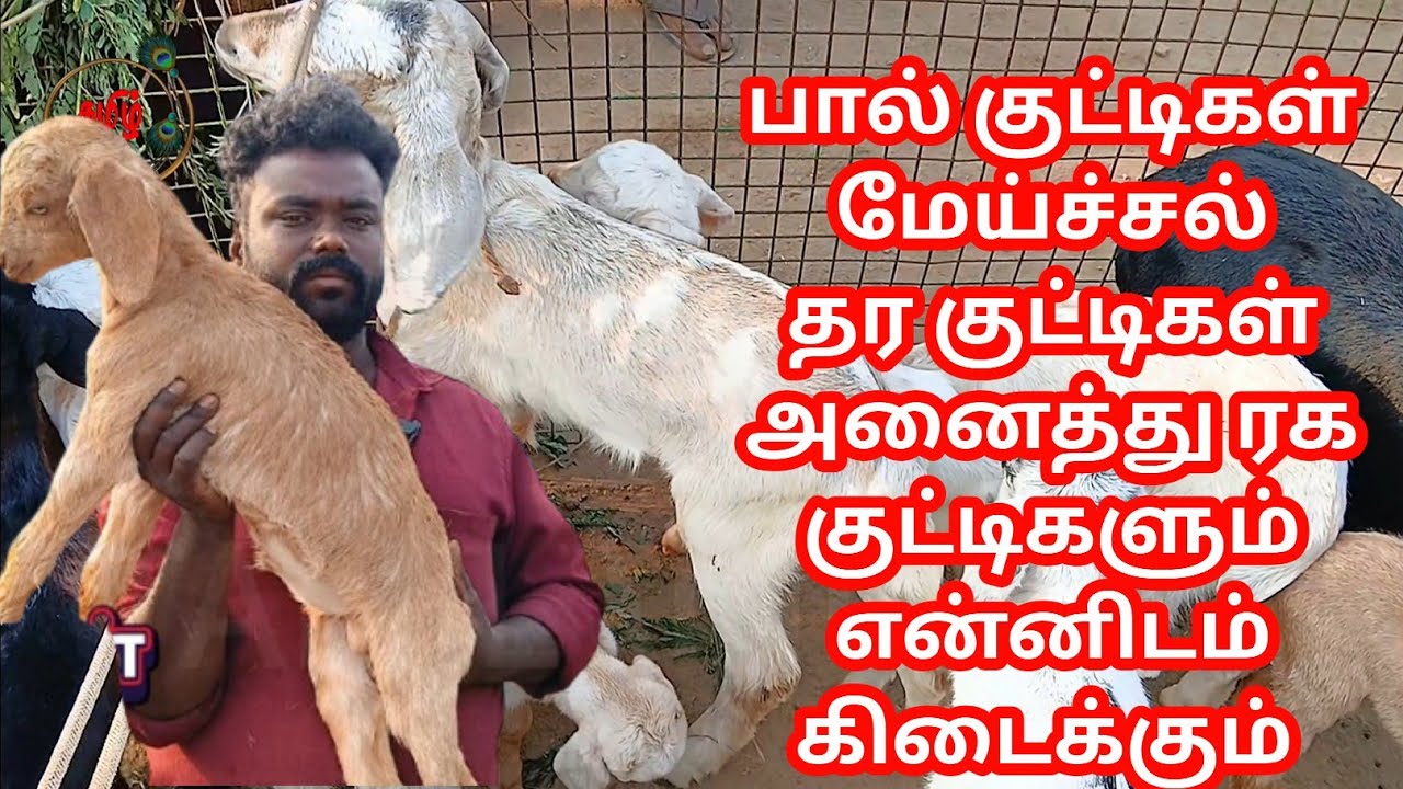 குன்னத்தூர் ஆட்டுச் சந்தையில் பால் குடிகள் விலை நிலவரம் #goat #தமிழ் #குட்டி #குன்னத்தூர்ஆட்டுச் 