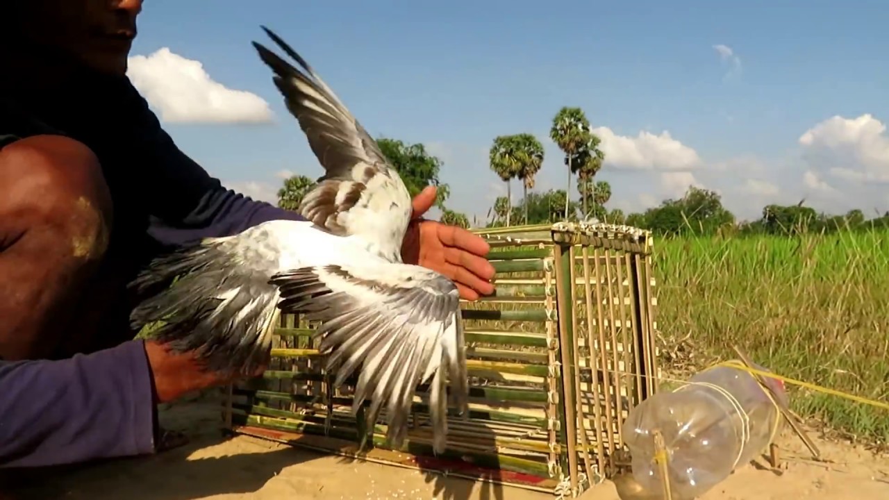 Fantastic Hole Bird Trap Make From Bamboo And  water bottle
