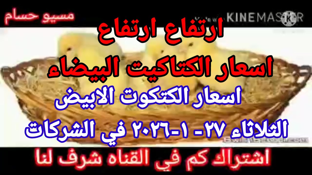 سعر الكتكوت اسعار الكتاكيت اليوم الثلاثاء 27-1-2026 في جميع الشركات في مصر 