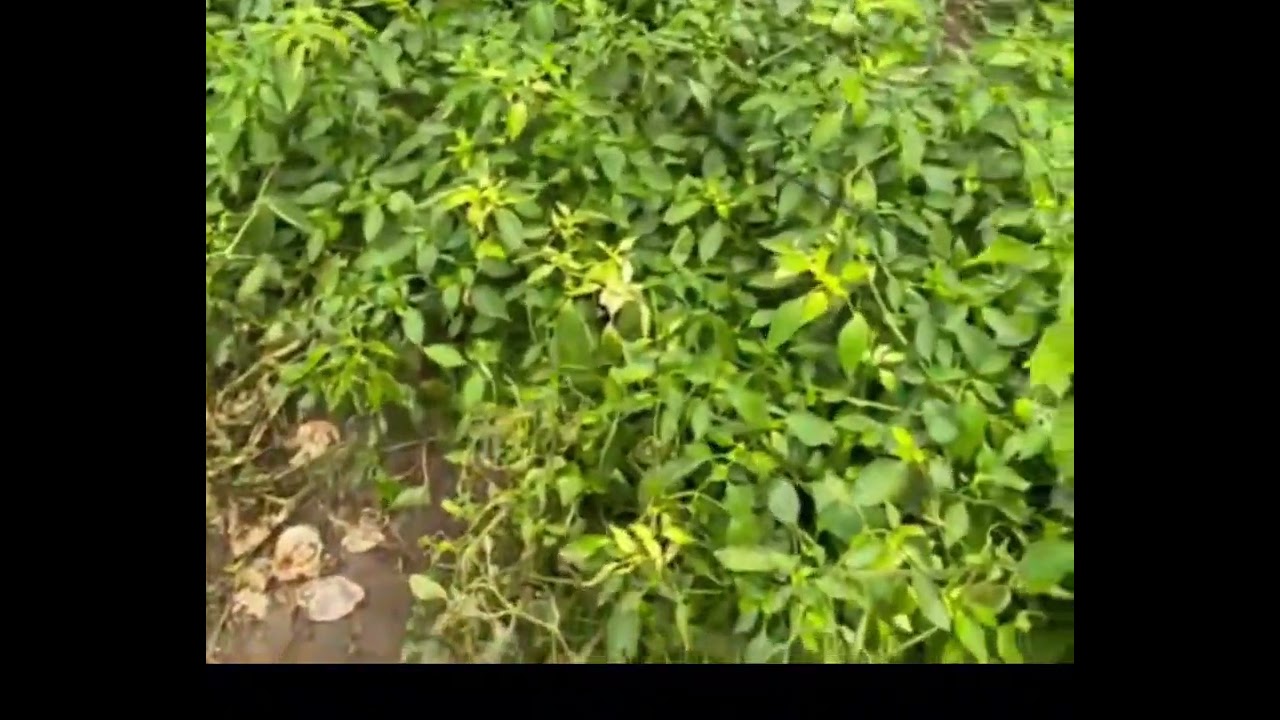 🎶 Los agricultores🎶 #viral #fypシ゚viral #algoritmo #youtube #music 