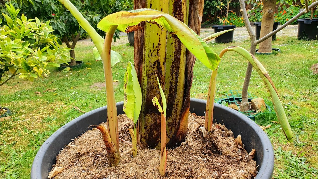 How And Why I Groom & Thin My Banana Plants