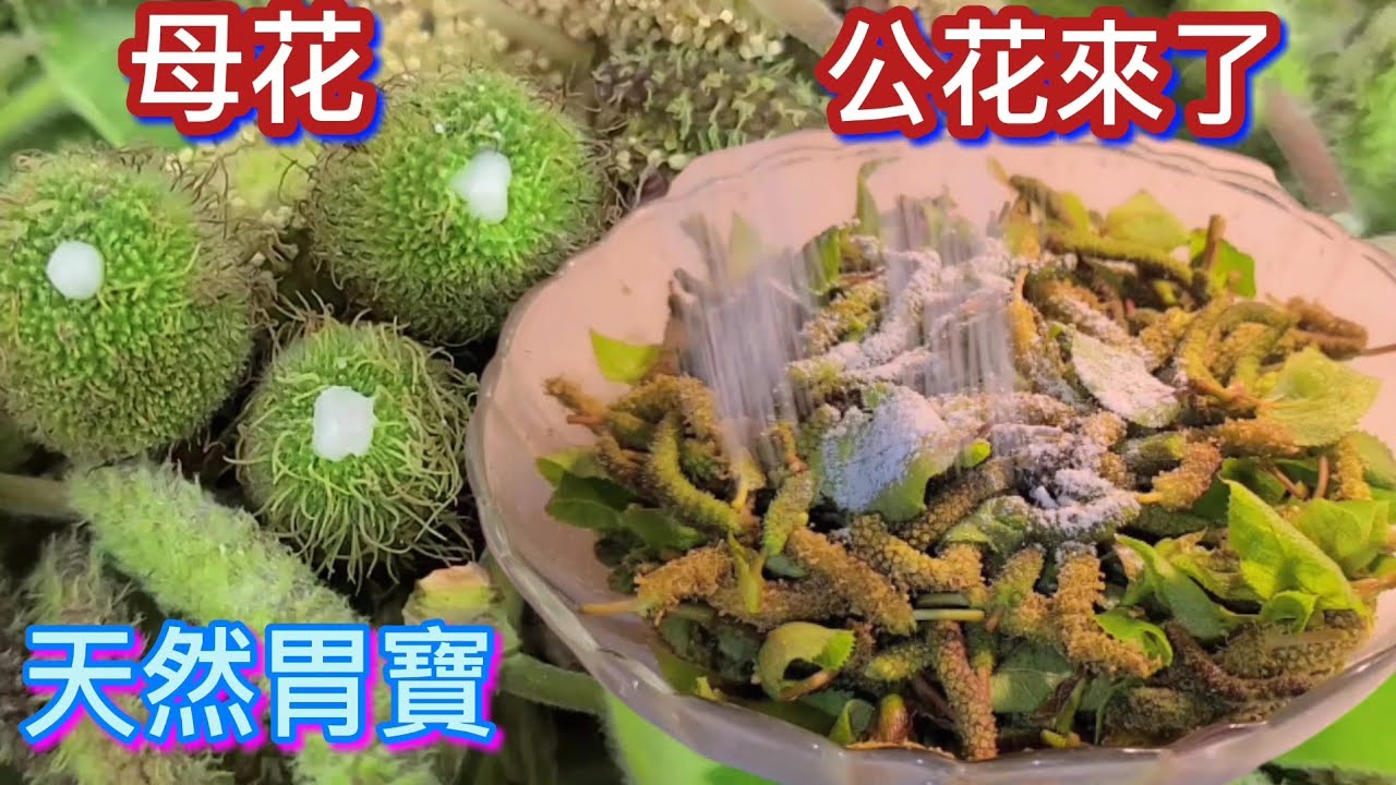 ❗️胃酸剋星❗️顧胃如刀天然胃寶❗️公花來了❗️我的粗茶淡飯