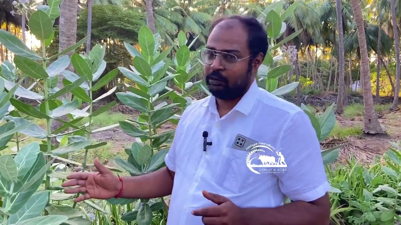தென்னையில் குரும்பை உதிர்வதை தடுக்க எருக்கு கரைசல் | அனுபவ இயற்கை விவசாயி நாகராஜ்
