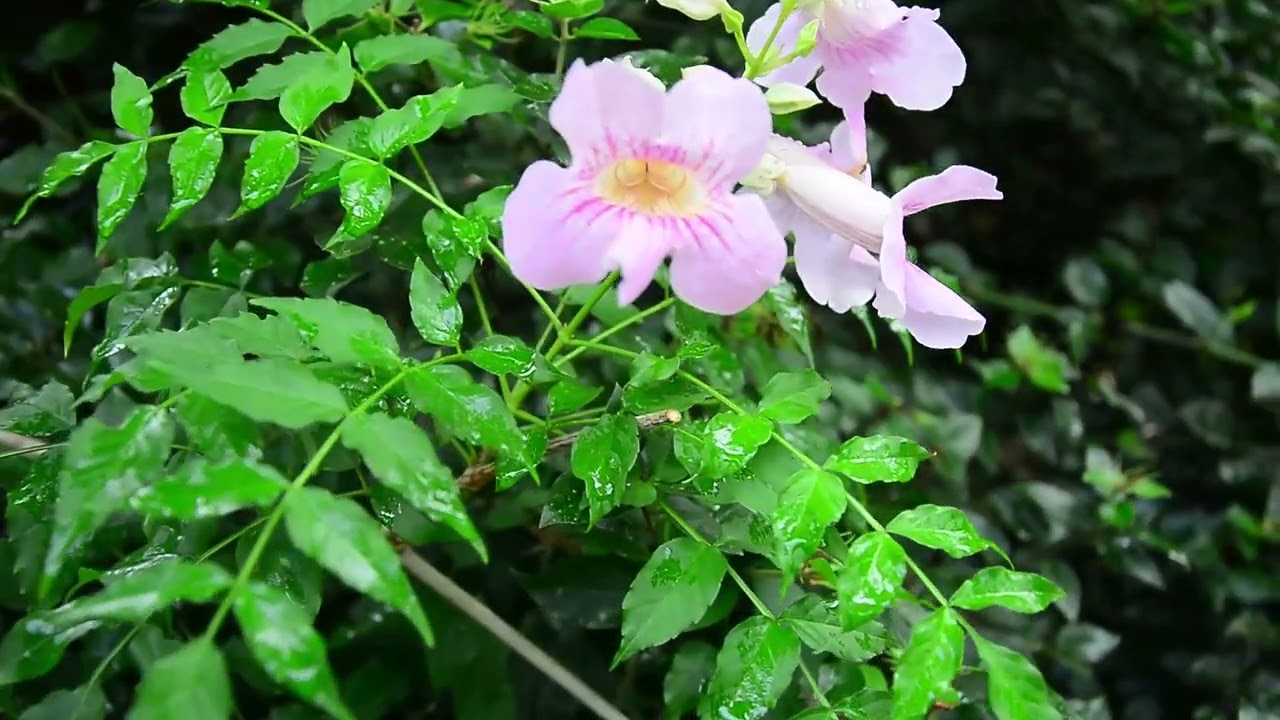 Full HD Flower Color Test | 1080p