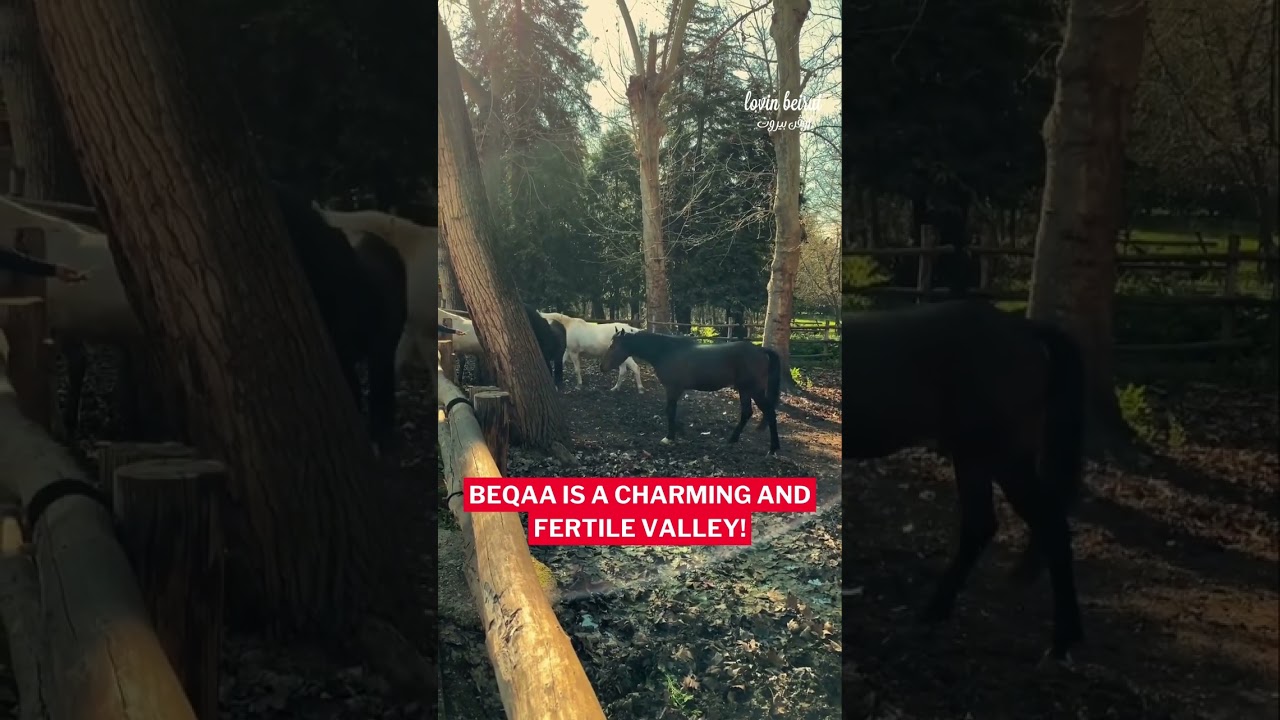 Beqaa is known for its vineyards and agricultural production!