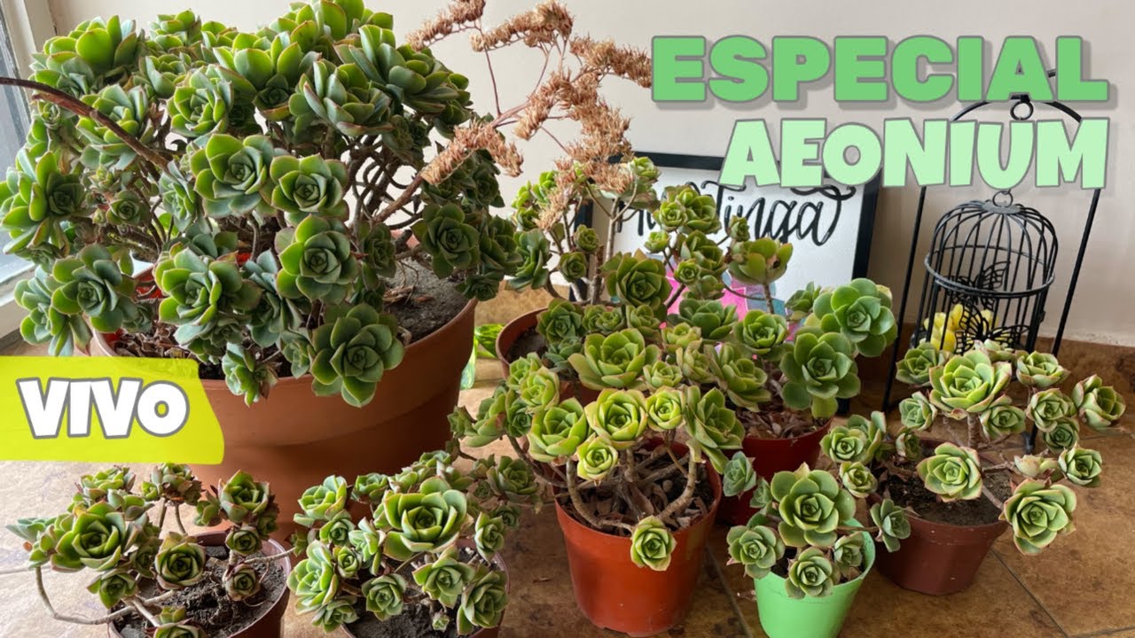 PROGRAMA 114: Aeonium haworthii (30/12/2022)