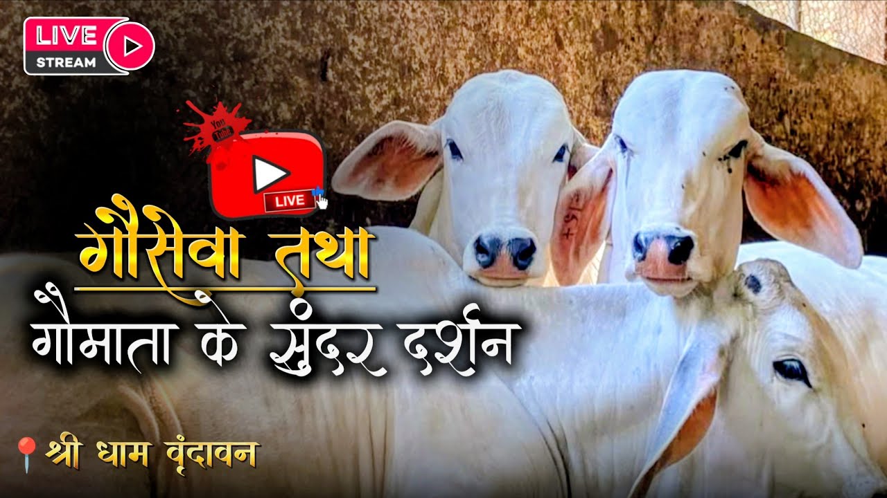 Vrindavan Series Day - 104/108 - Braj Gau Sewa | बेख़र गैया मैया सेवा