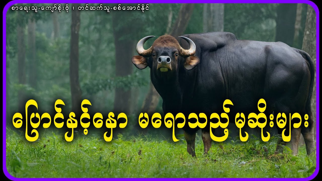 ပြောင်နှင့်နှော မရောသည့်မုဆိုးများ