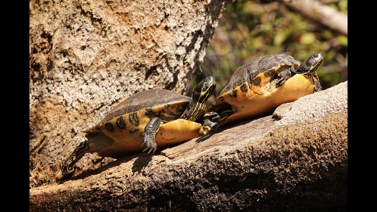 What's a Yellow-Bellied Slider? | Pet Turtles