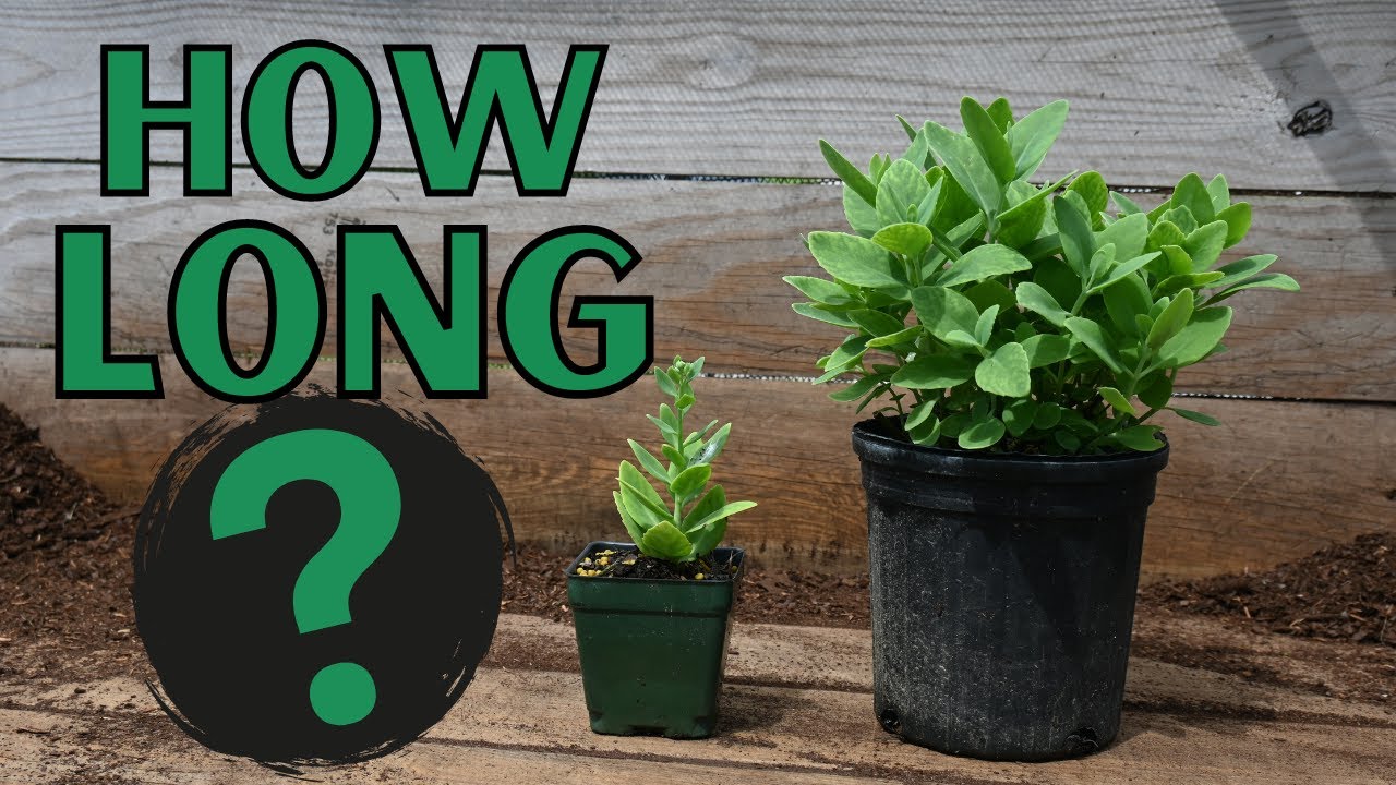 Making Money Growing Plants - How long does it take?