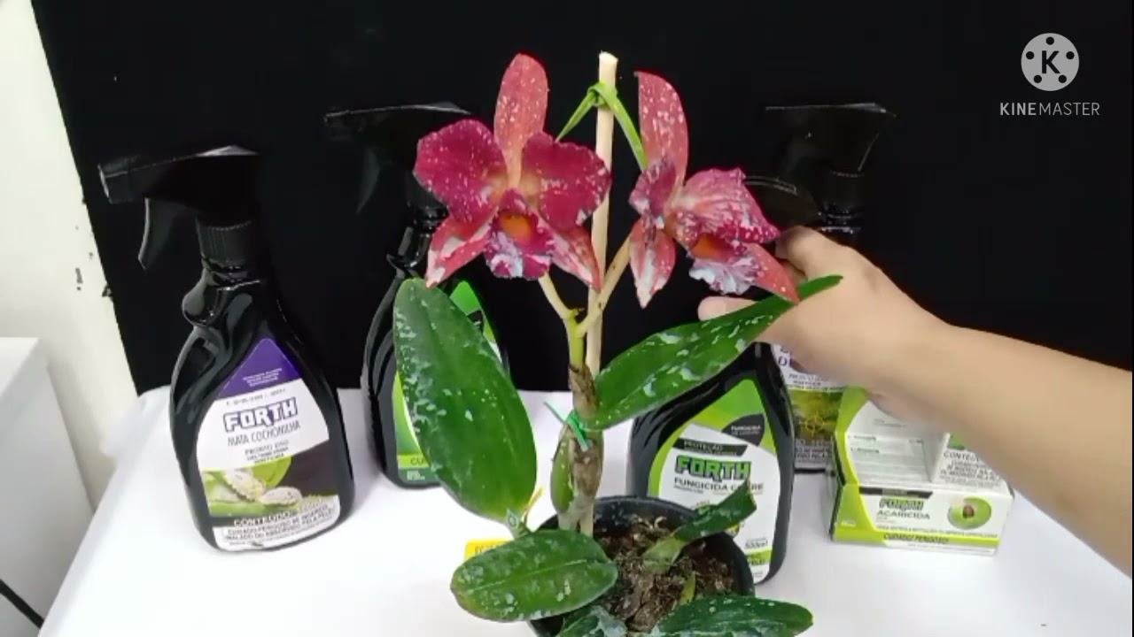Fungicida cobre  Forth para orquídeas cobertura total