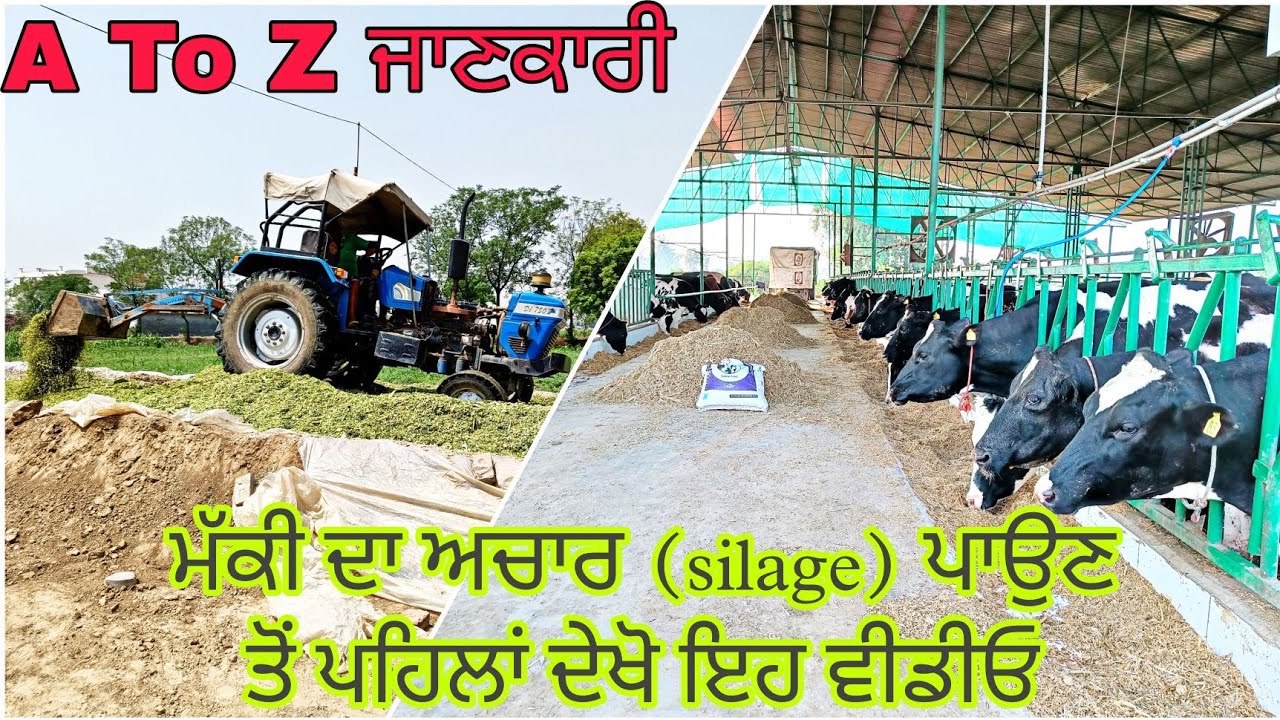 ਮੱਕੀ ਦਾ ਅਚਾਰ Silage ਪਾਉਣ ਤੋਂ ਪਹਿਲਾਂ ਦੇਖੋ ਇਹ ਵੀਡੀਓ । A to Z ਜਾਣਕਾਰੀ । Farmer TV |