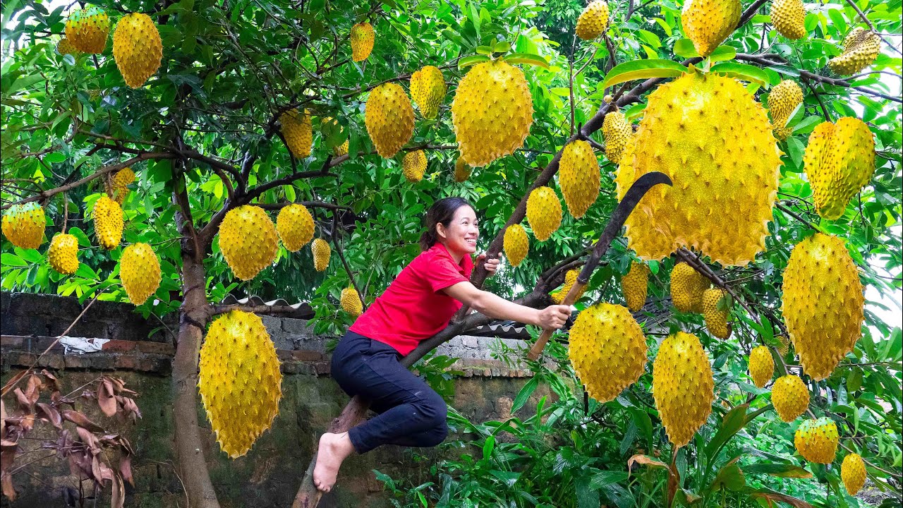 Harvest Golden Soursop (Annona muricata) Go to the market sell - Make delicious Soursop smoothie