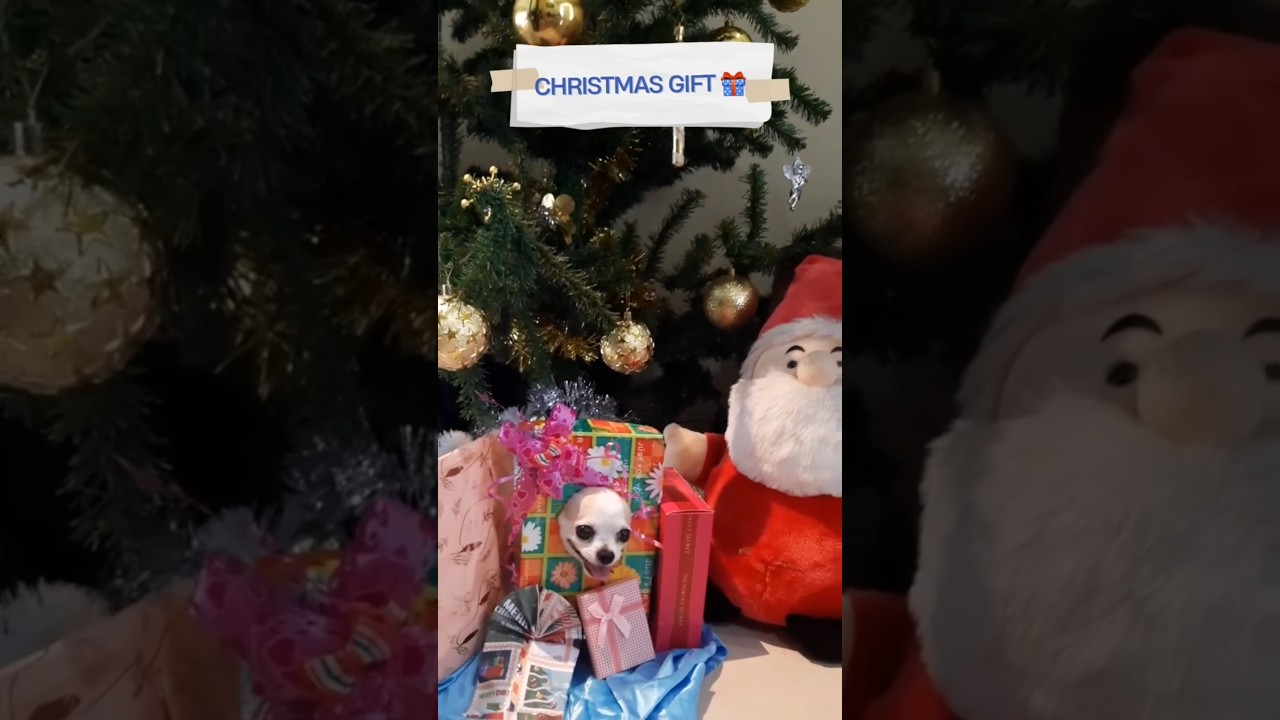 My Best Christmas Gift 😚🎁 #chihuahua