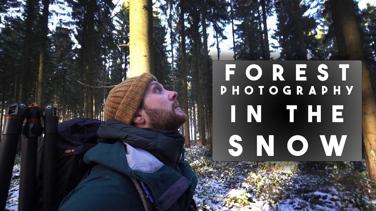 Winter Forest Photography