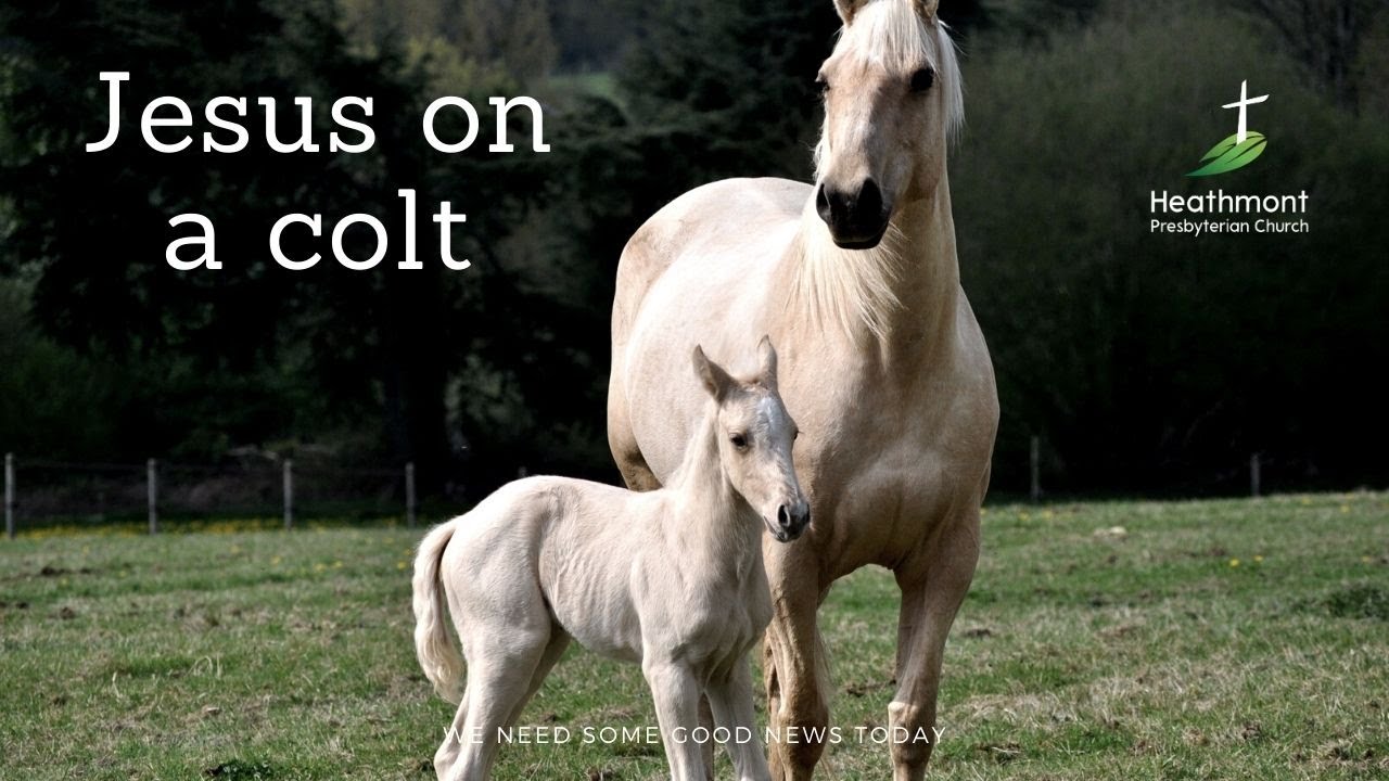 Jesus on a colt. Mark 11:1-3
