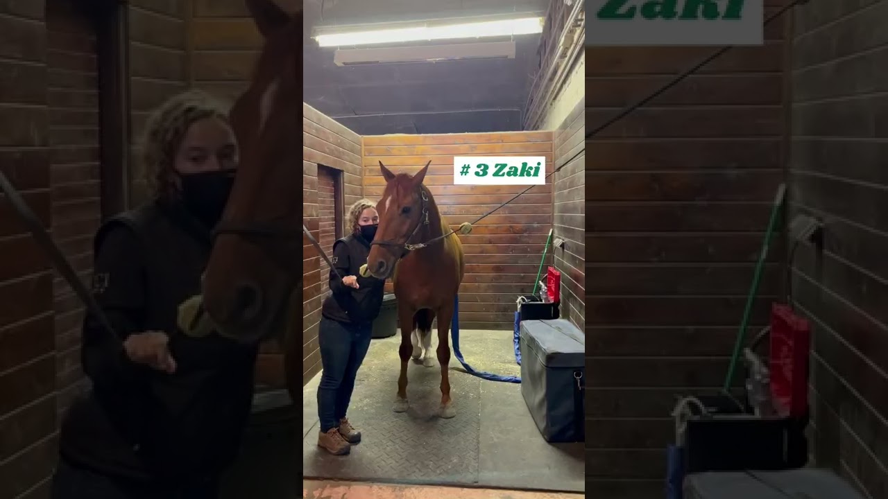 A Day in the Life of an Equine Massage Therapist/Bodyworker