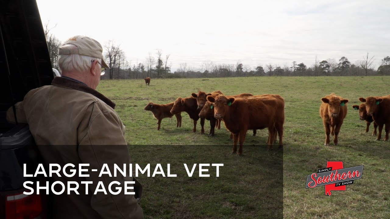 Show 906A Large-Animal Vet Shortage
