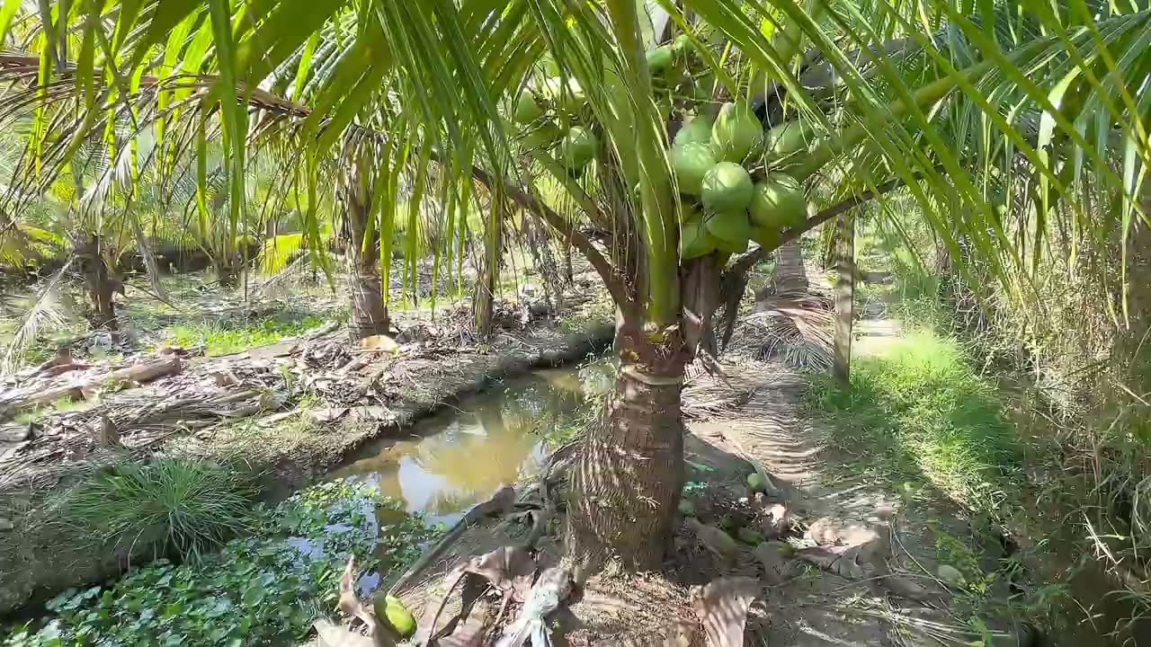 T452🌺 Bán 2 công vườn dừa tại xã long định, cách chợ và ủy ban 200 mét , giá 790 triệu / công 