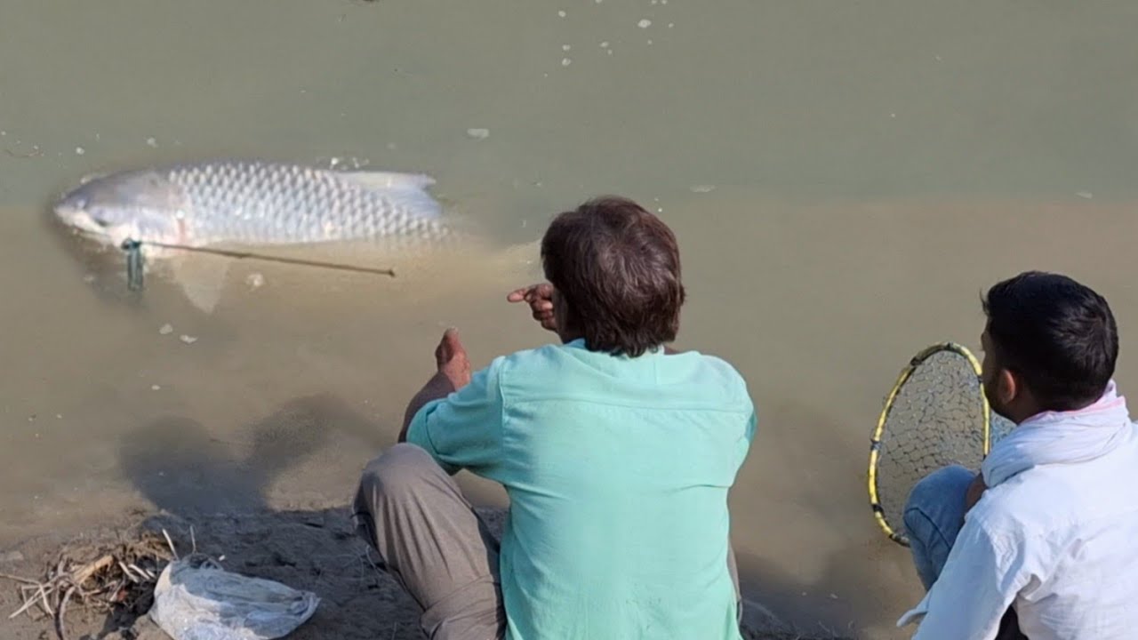 8.900 kg नखरेली Mrigal को निकालने में 30  मिनट लग गए | big mrigal carp catching in river