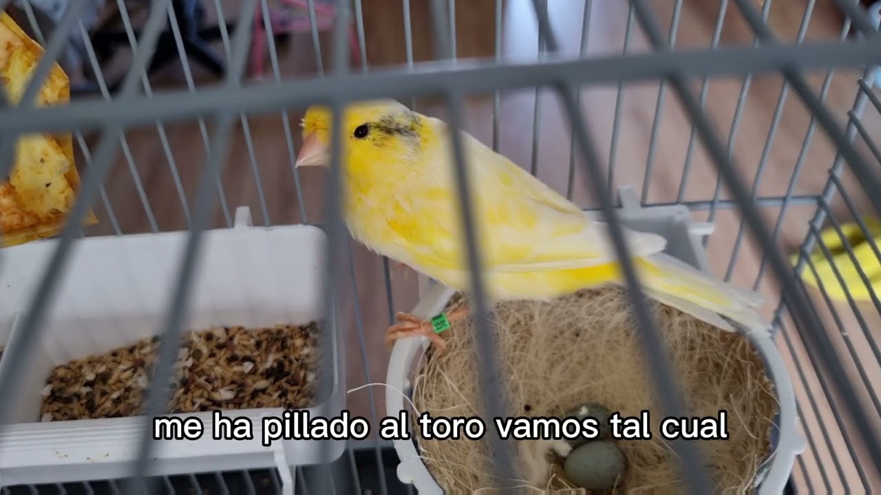 Huevito II del 2022