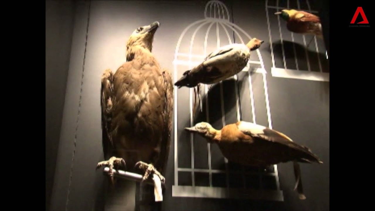 A night at the Lee Kong Chian Natural History Museum