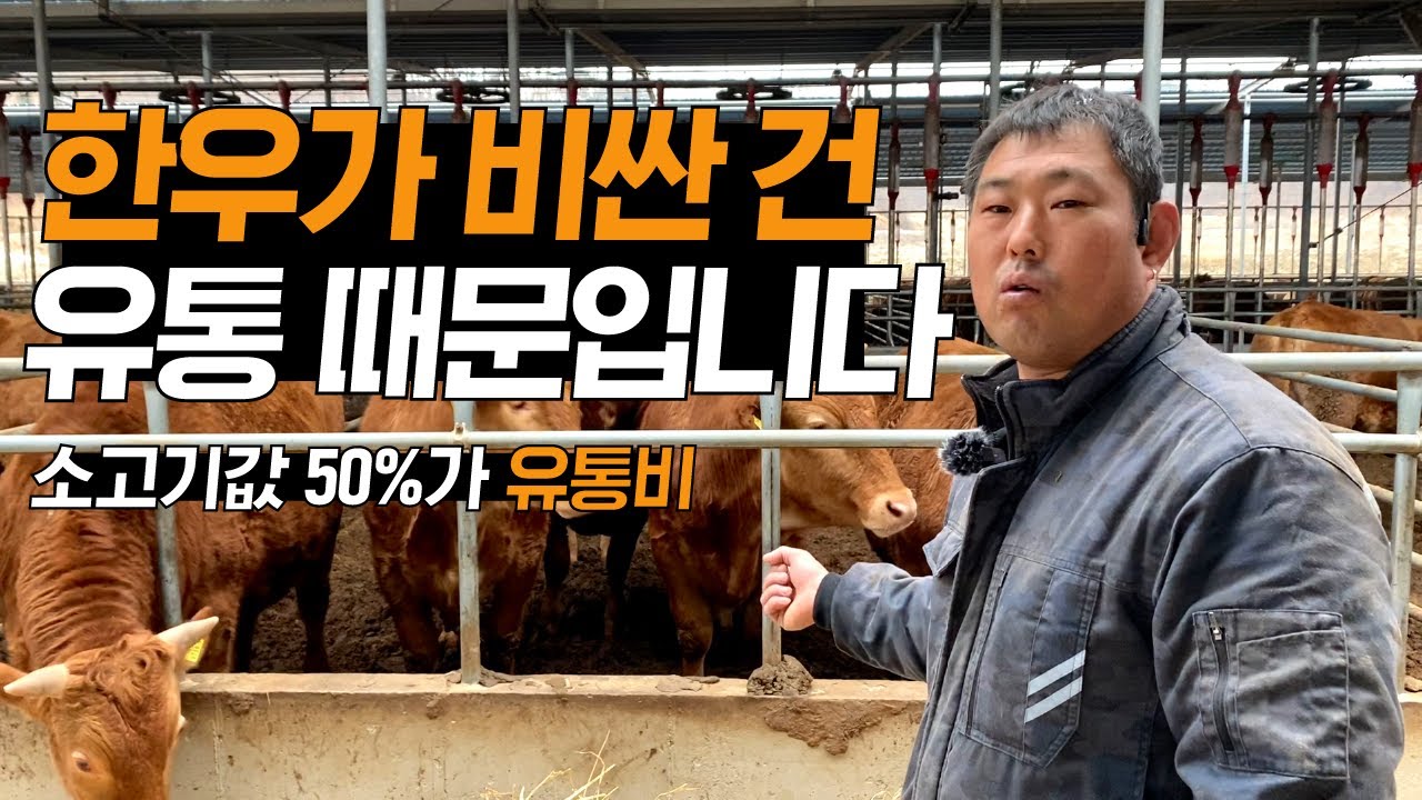 소값은 폭락하는데 소고기는 비싼 이유