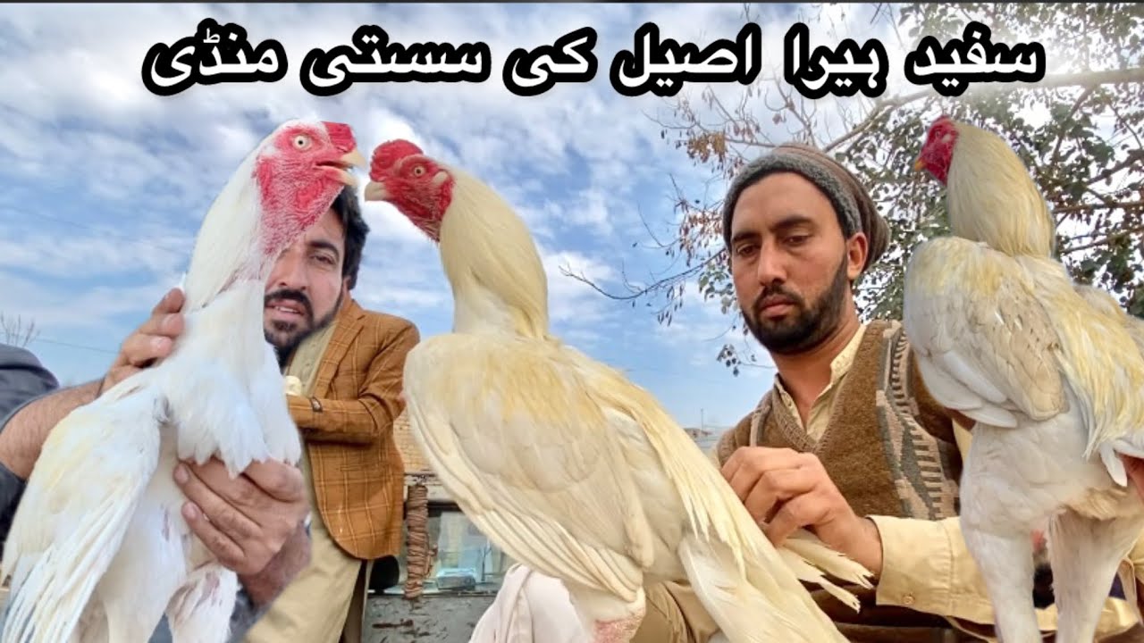 White heera aseelo ki sasti mandi|haripur aseel murga mandi |cheap rates |