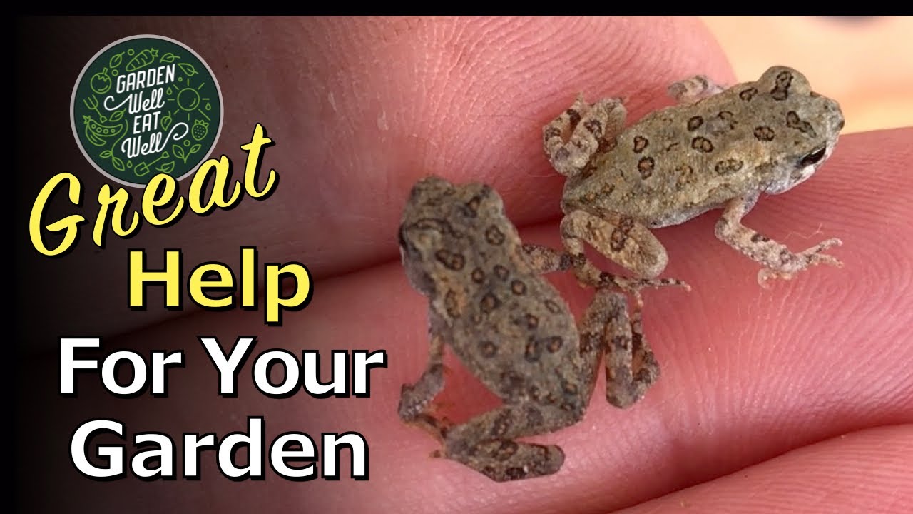 FROGS & TOADS: Helping So Much In Your Garden + Hear Their Soothing & Relaxing Springtime Sound
