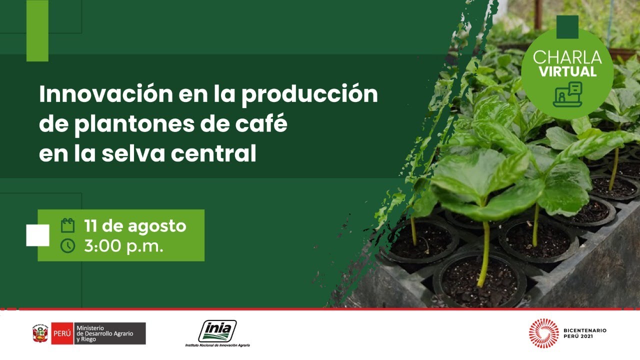 Innovación en la producción de plantones de café en la selva central