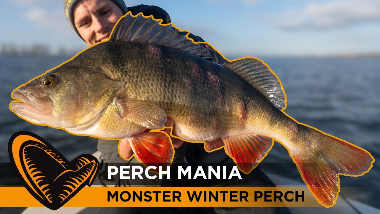 Perch Mania -  How to catch MONSTER PERCH during Winter 
