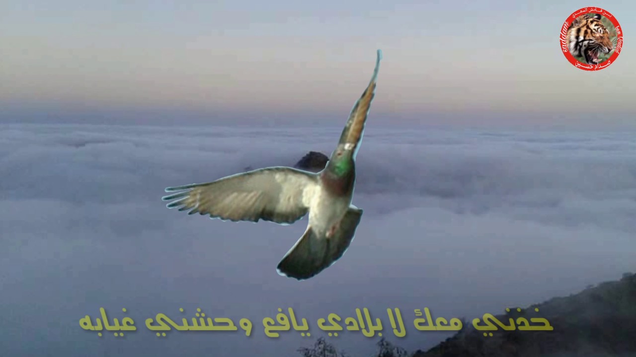 يافع وحشني غيابه شيلة للشاعر ابو قيس المشألي اداء مراد النهمي اشراف ابو بيان المهل