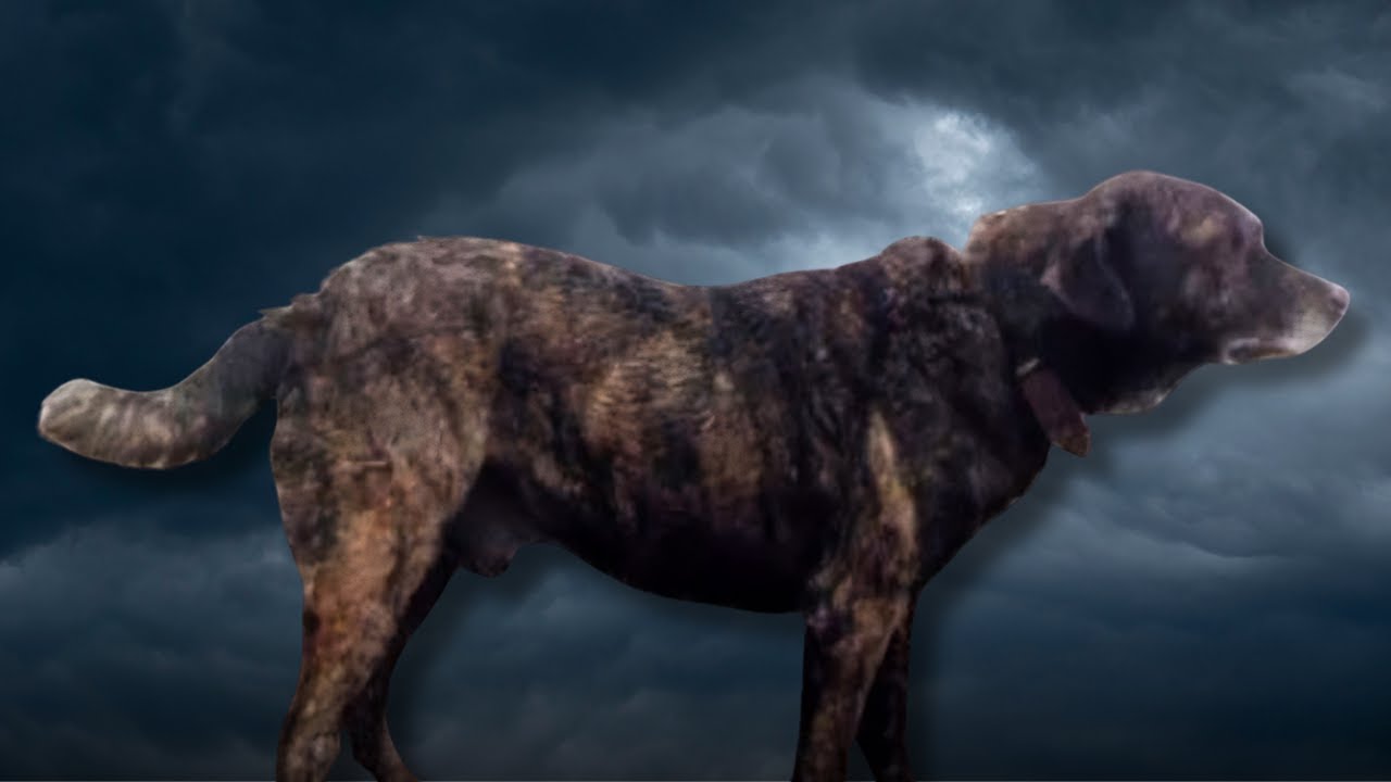 El Perro Majorero no es el padre del Presa Canario