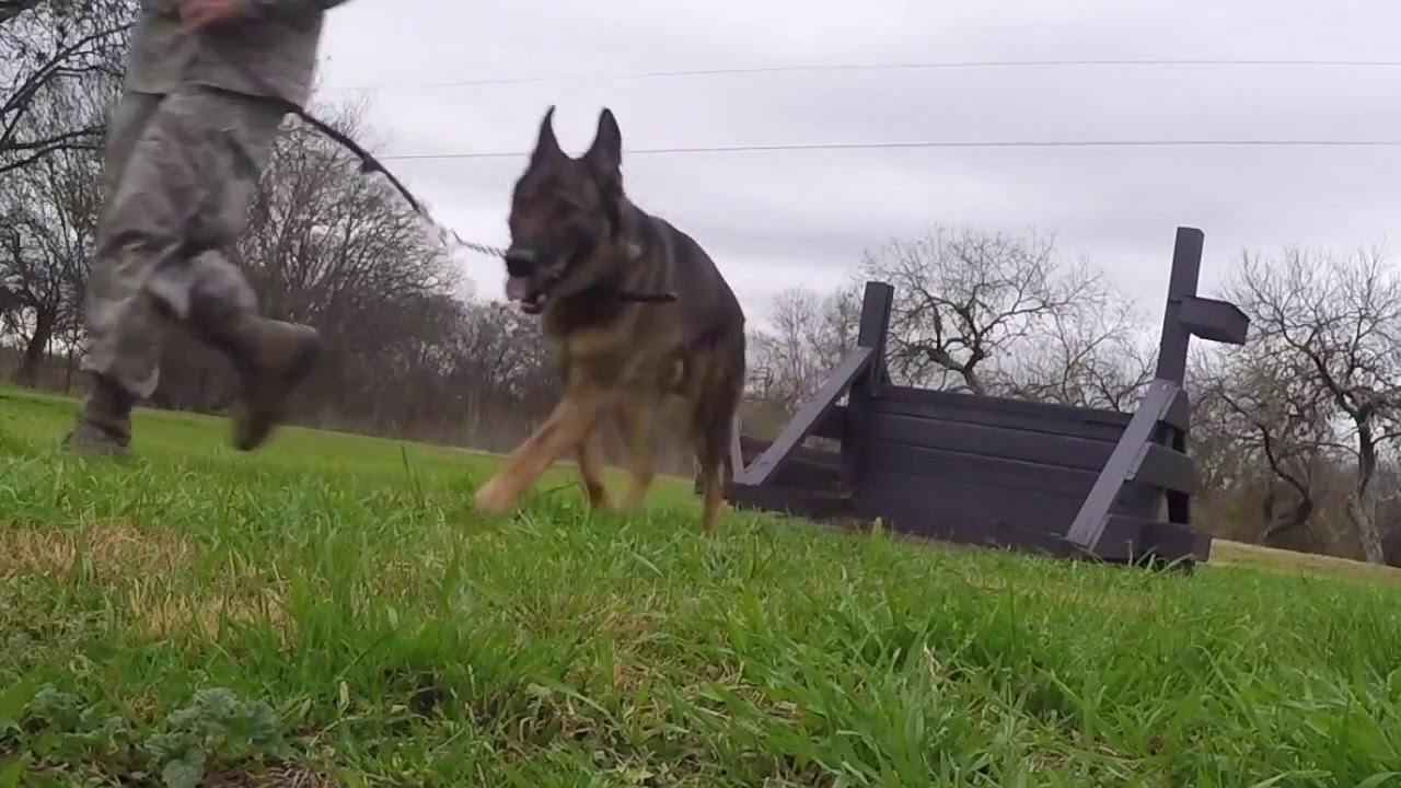 MWD Basic Handlers Course