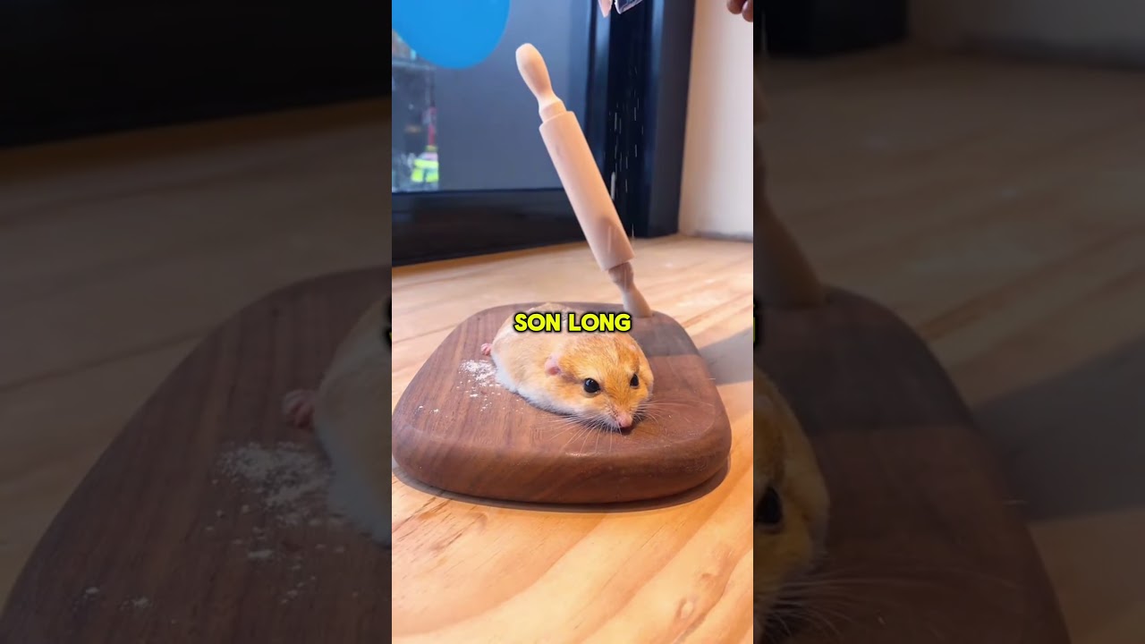Le hamster marshmallow : pourquoi il s’aplatit comme une crêpe ?