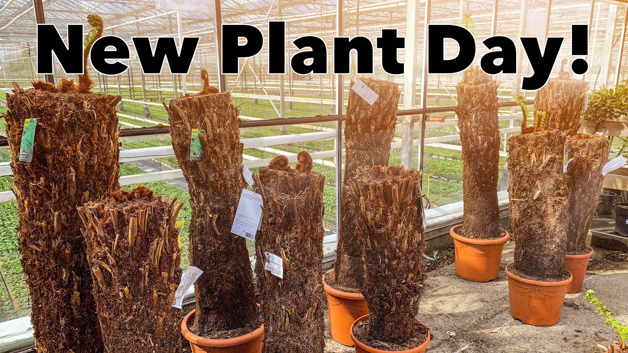 New Plants, Tree Fern Buying Tips and more Spring Plans!
