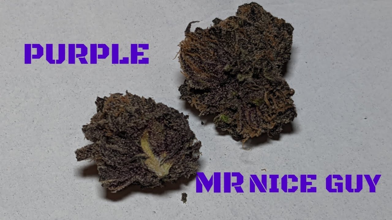 Purple Mr. Nice Guy