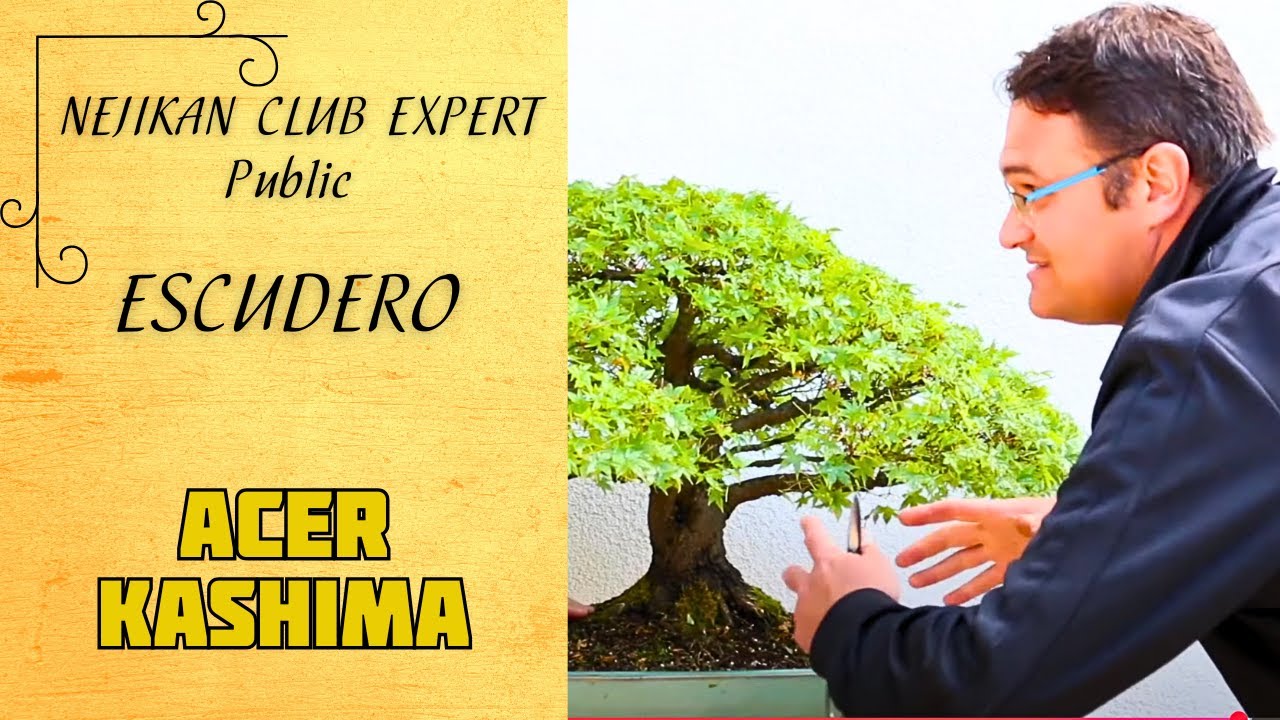 Explications de la Défolition sur Acer Palmatum 🌕 NEJIKAN CLUB EXPERT 🌕