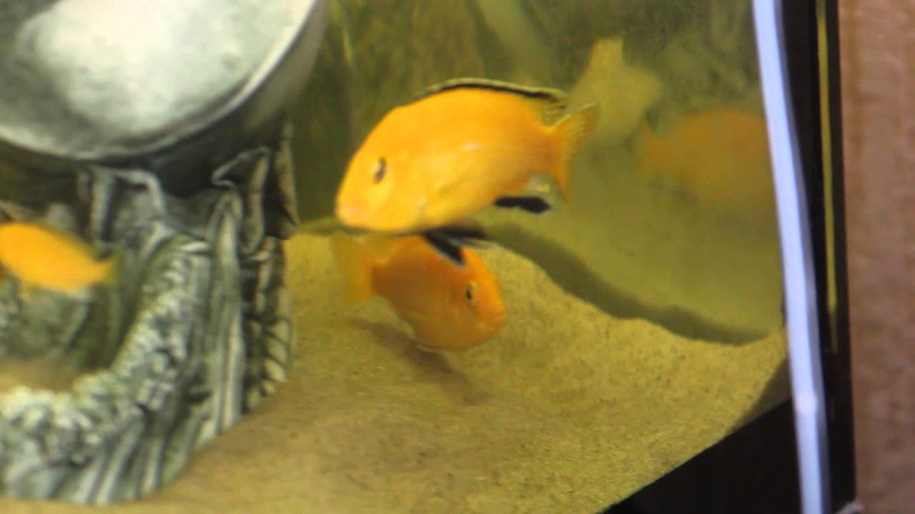 НЕРЕСТ Лабидохромис 