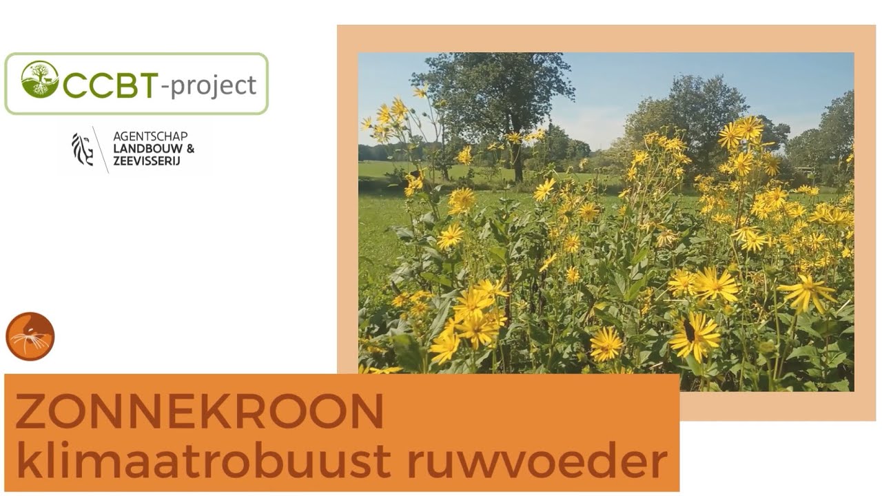 Zonnekroon als klimaatrobuust ruwvoedergewas