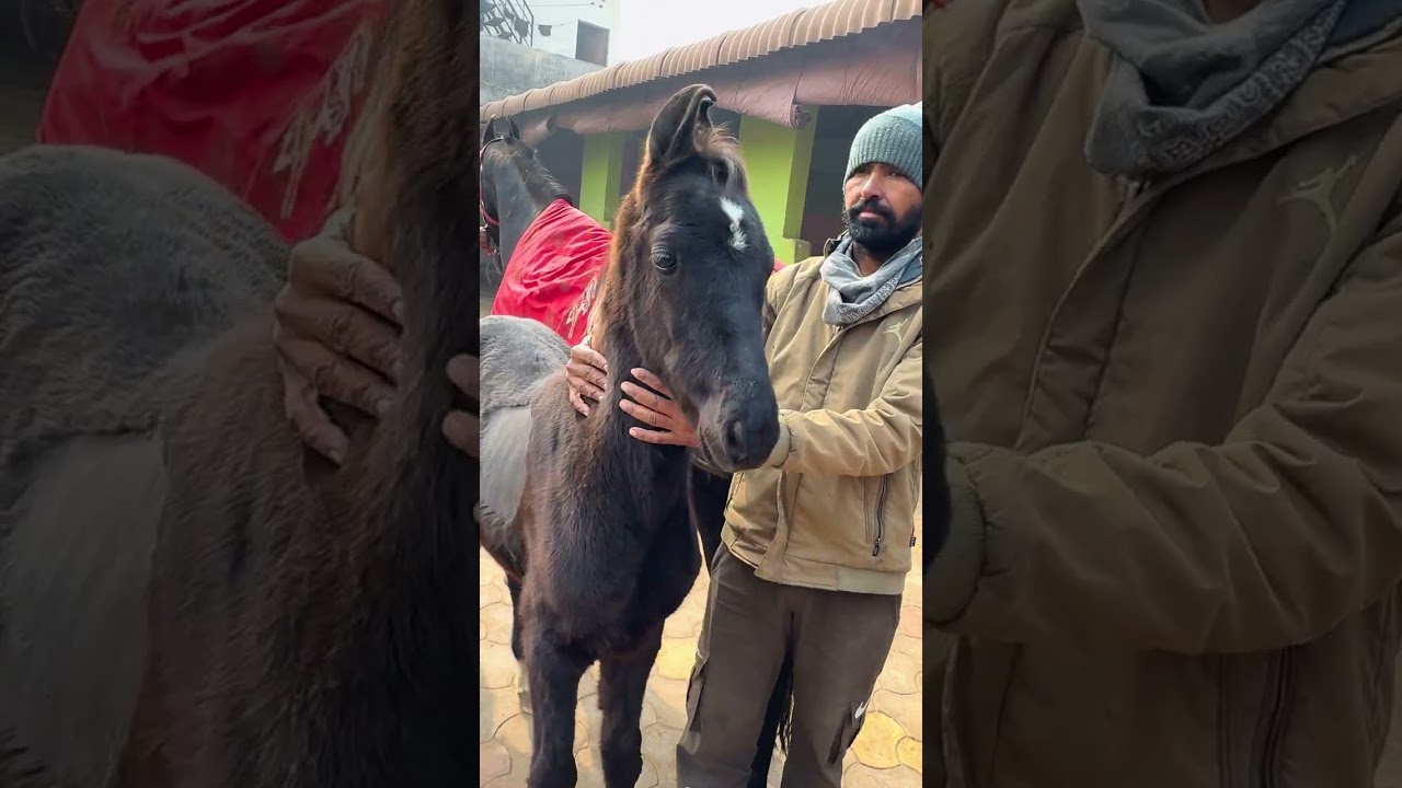 Sonu gill with Punjab shingar son