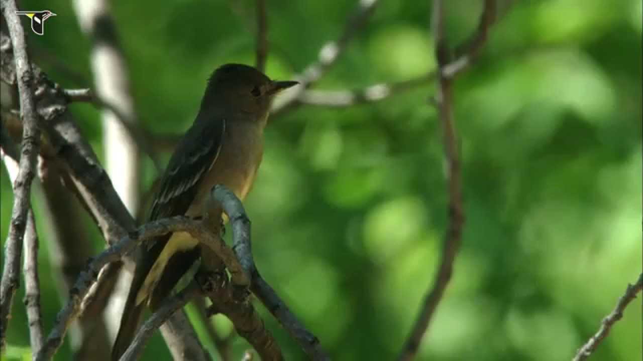 Western Wood Pewee