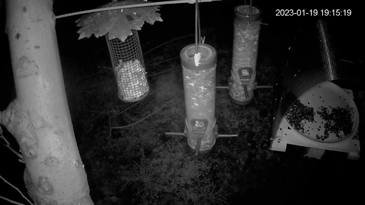 Danube Plain Bird Feeder - Balkan Birds - Bulgaria