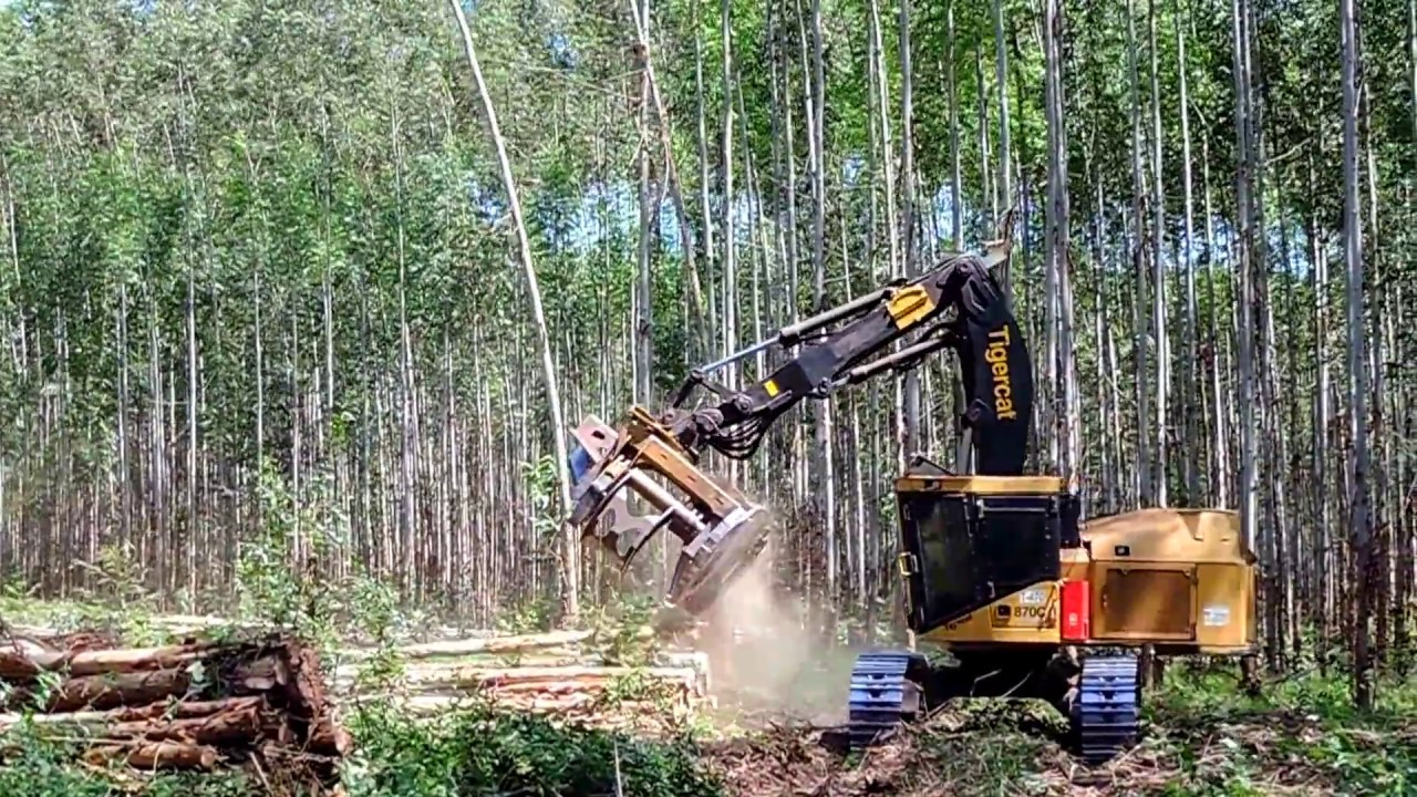 Feller Buncher no Corte da Área da Expoforest 2018